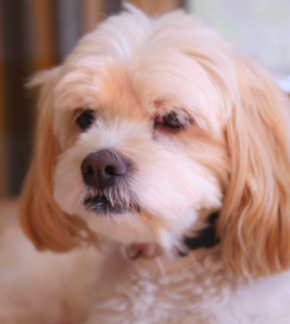 小狗勾这么可爱，不可以色色