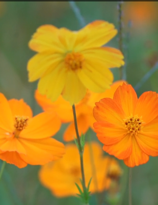 像花一样随风飘扬